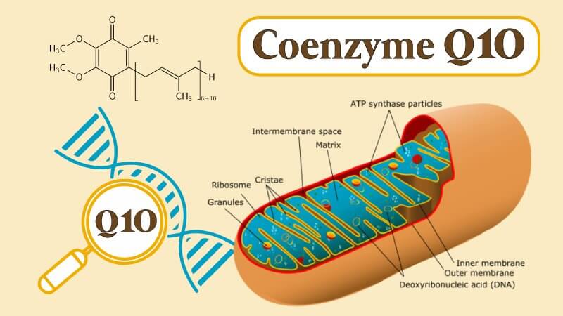 Coenzyme Q10, chất chống oxy hóa kỳ diệu trong cơ thể!